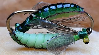 Caddis PupaFly Tying Caddis Pupa [upl. by Naivat]