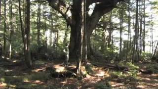 A Nature Documentary TOFINO BC by Flatland Video [upl. by Harmon163]