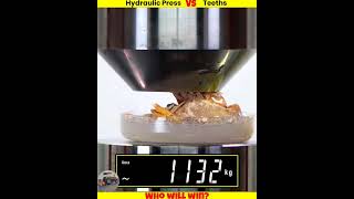 shark tooth vs dog 🐕 vs man tooth 🦷 vs hydraulic press shorts whatif uniqueexperimentमजेदार [upl. by Ilime]