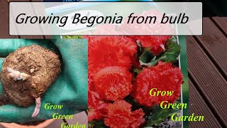 Growing Begonia from bulb [upl. by Cheung]