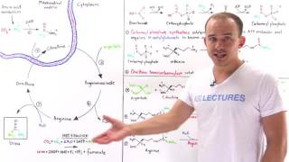 Urea cycle [upl. by Ssilb]