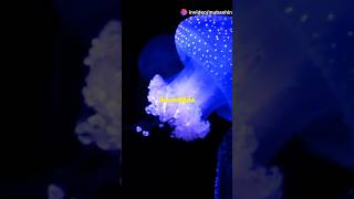 The Oceans Living Lights Bioluminescent Creatures nature inspirationshorts shortvideo [upl. by Cheng]