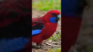 quotLORIINAE Psittacine RED Birdquot 2 birds wildlife birdwatching biodiversity [upl. by Ronica]