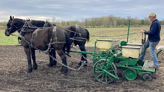 Our Pick for HorseDrawn Corn Planter Our draft horses at work on 2nd planting amp look back at ‘22 [upl. by Aytnahs]