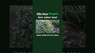 SILAGEM forragem gado gadoleiteiro fazenda agricultura lideremgadodeleite agro manejo [upl. by Sheridan]