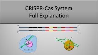 CRISPR System and CRISPR CAS9 Technique The full principle Part 1 [upl. by Tandi]