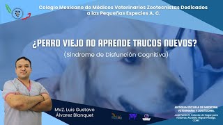 ¿Perro viejo no aprende trucos nuevos Síndrome de Disfunción Cognitiva [upl. by Notsud988]