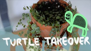 Peperomia Prostrata Care for Beginners [upl. by Nanoc]