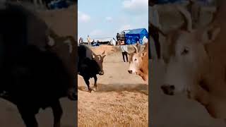 Thian Weu Vs Kthanag bull iadawmasi Inntc44k8 subscribe [upl. by Elaine]