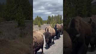 Bisons walking along the road in Yellowstone National Park [upl. by Ahsiekyt]