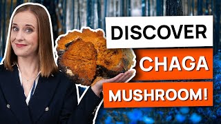 Why Chaga Is The quotKingquot Of Medicinal Mushrooms Inonotus obliquus  HealthnewsOfficial [upl. by Gilmour107]