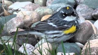 Yellowrumped Warbler Emberizidae SetophagaDendroica coronata Male [upl. by Adnic]