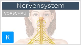 Das vegetative Nervensystem – einfach erklärt – Biologie  Duden Learnattack [upl. by Scevour]