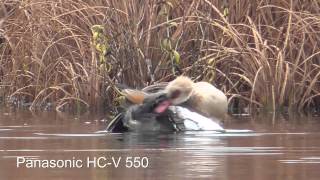 Sony HX 400V vs Panasonic HC V550 test on birds [upl. by Sonitnatsnok]