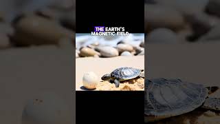 Sea Turtles Incredible Memory 🐢 AnimalFacts shorts [upl. by Vance]