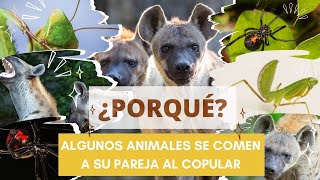 Los Animales Más Salvajes en la Copulación ¡Devoran a su Pareja [upl. by Sternlight]