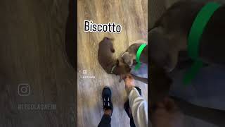 🐶🐶 biscotto 🐶🐶 [upl. by Carpenter]