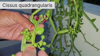 నల్లేరు మొక్క types I Cissus quadrangularis types I Health benefits of cissus quadrangularis [upl. by Odel]