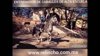 ARRENDADOR DE CABALLOS DE BAILE [upl. by Darby142]