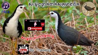 Cambodia Trap Sound Bird Waterhen  Free Download សម្លេងធ្នាក់ទាក់សត្វមាន់ទឹក [upl. by Anyd]