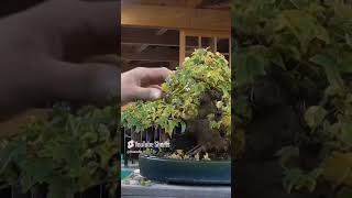 bonsai that doesn’t show autumn coloration [upl. by Moses]