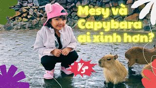 Mesy đi Mongo check in với Capybara so kè xem ai xinh hơn [upl. by Avehstab]