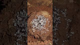 Casting a MASSIVE Ant Colony with Aluminum Anthill Art Cast 077 shorts [upl. by Oivaf90]