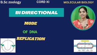 Bidirectional DNA replication BSc 3rd yearbidirectionalmolecular biology [upl. by Adiel946]