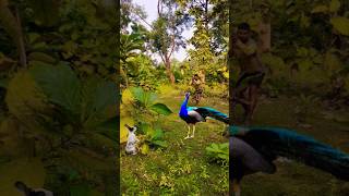 Beautiful peacock catching 🦚 youtube viralvideo shortsfeed birds shortvideo short new reels [upl. by Barbuto52]