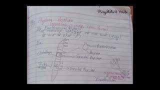 PhylumChordata drawing easy drawing  7Phylum chordata [upl. by Dnalro]