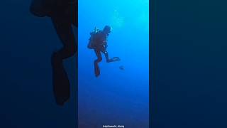 Scuba Divers Afraid of Titan Triggerfish Heres Why [upl. by Anirroc368]