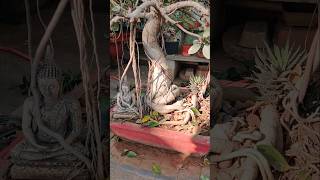 Ficus bonsai bonsai youtubeshorts bonsaishorts shorts ficusbonsai bonsaitree [upl. by Enileda]