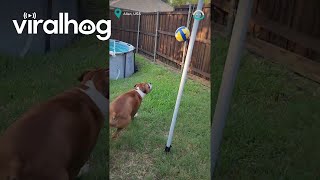 Adorable Boxer Dog Loves Tetherball  ViralHog [upl. by Strong]