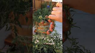 Update Tomato Plant Black Cherry Harvest [upl. by Asirret366]