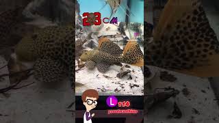 Andres pleco L114 pseudacanthicus music fish aquarium acuarium trending peces aquariumfish [upl. by Tempest]