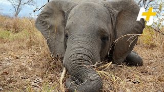 Poaching Hits Mozambique Elephants Hard [upl. by Otxilac]