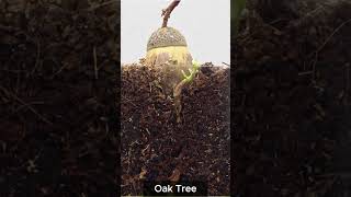 Oak Tree Growth Time Lapse From Acorn to Majestic Oak 🌱🌳 viral shortfeed timelapse [upl. by Flam]