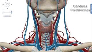 Anatomia de las Glandulas Tiroides y Paratiroides Por Gisella Regalado [upl. by Ynnav]