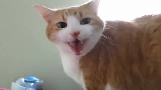 Chat Qui Miaule  Compilation 3 [upl. by Thomey]