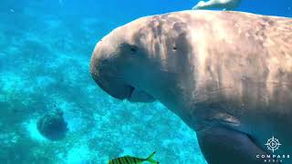 Divers Swim Up Close with Dugong [upl. by Darom582]