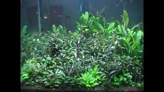 Bucephalandra Collector Tank [upl. by Hagile974]