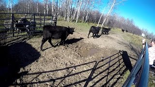 Bringing home our first registered Black Angus cattle [upl. by Francyne350]