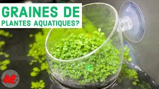 Graines de plantes aquatiques [upl. by Duwad]