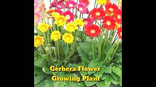 How to germinate gerbera seeds  Babandasia from seeds gerbera seed propagation।shorts।Kapu Gamit [upl. by Nivart]