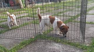 Jack Russell Terrier SUCCESSFUL MATING Natural Stud Session [upl. by Mercuri537]