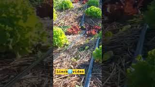 uraza lettuce lechugas neguan winter invierno bosquecomestible plantas permaculture [upl. by Tremain]