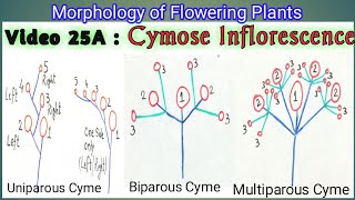 CYMOSE INFLORESCENCE amp ITS TYPES  Definite Inflorescence types  Types of Cymose Inflorescence [upl. by Bertilla]