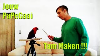 Hoe maak ik mijn vogel papegaai tam [upl. by Negroj]