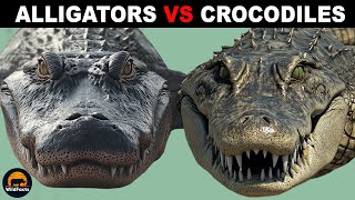 What Is the Difference Between Alligators and Crocodiles [upl. by Nirro]