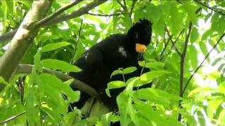 parc oiseaux villars pantanal [upl. by Scheld711]